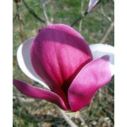 Магнолія Пікардс Рубі (Magnolia soulangeana Pickard's Ruby) С20